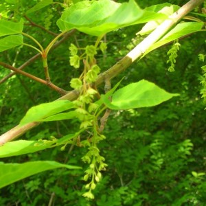 Acer davidii Pere David's Maple flowers