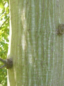 Pere David's Maple