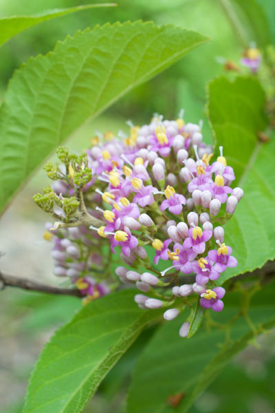 Callicarpa japonica flower essence