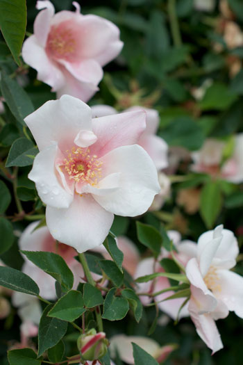 Rosa chinensis var spontanea flower essence