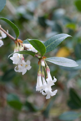 Osmanthus delavayi flower essence for intuition