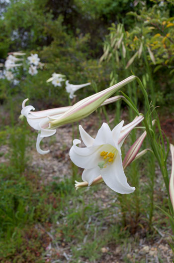 Lilium formosanum flower essence
