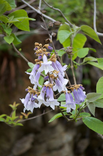 Paulownia tomentosa flower essence