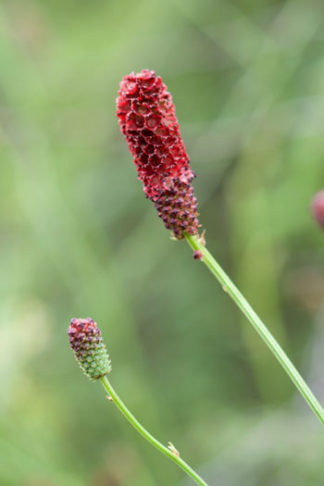 Sanguisorba officinalis flower essence
