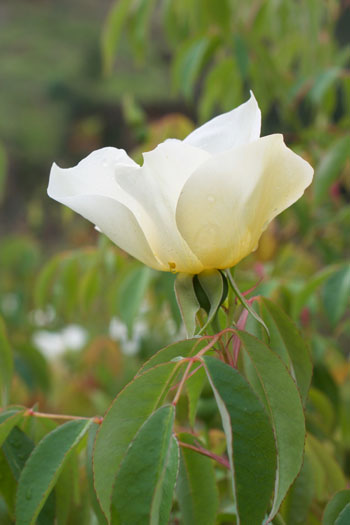 Rosa odora var gigantea flower essence