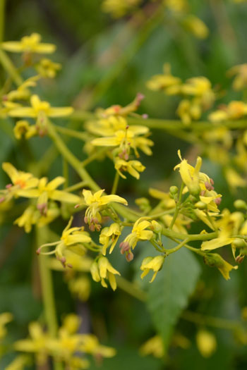 Koelreuteria paniculata flower essence