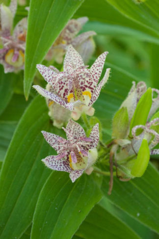 Tricyrtis formosana flower essence