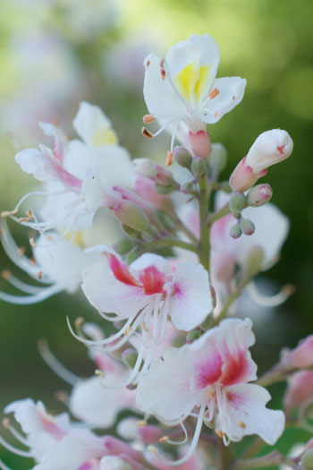 Aesculus indica flower essence