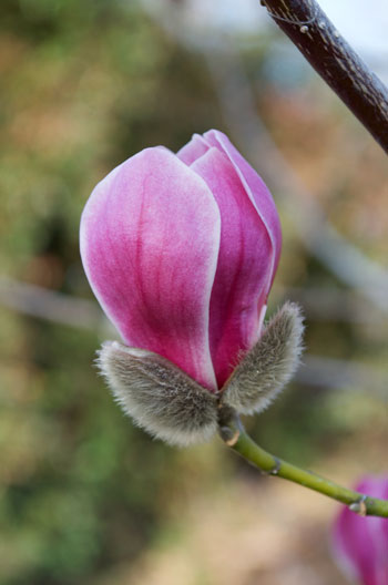 Magnolia biondii flower essence