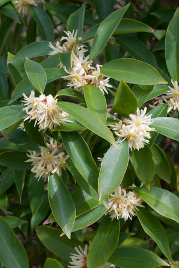 Illicium flower essence for intuition