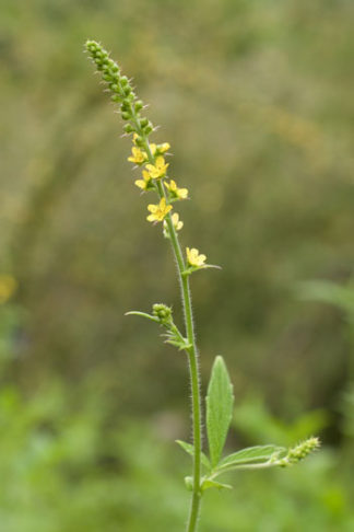 Agrimonia pilosa var. japonica flower essence