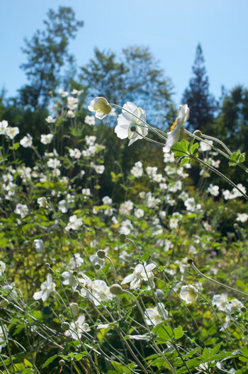 Anemone hupehensis flower essence