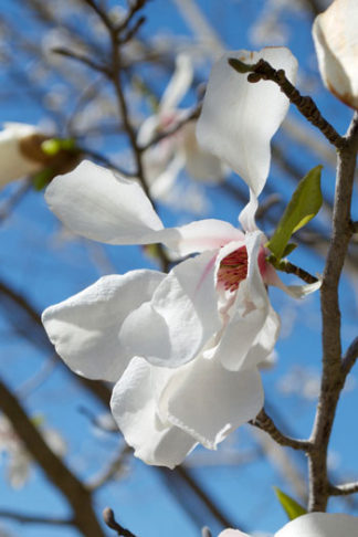 Magnolia kobus flower essence