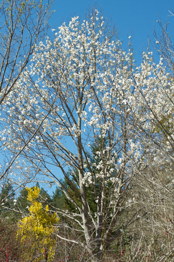 Magnolia kobus flower essence