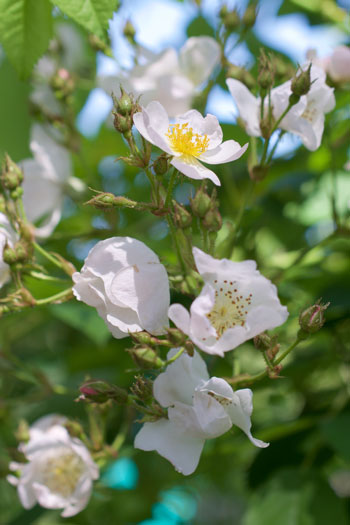 Rosa multiflora var adenochaeta flower essence