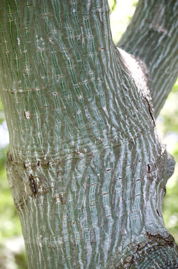 Acer davidii bark detail
