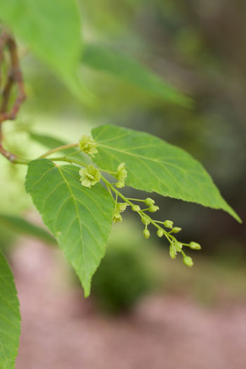 Acer davidii flower essence