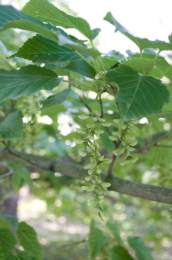Acer davidii flower essence