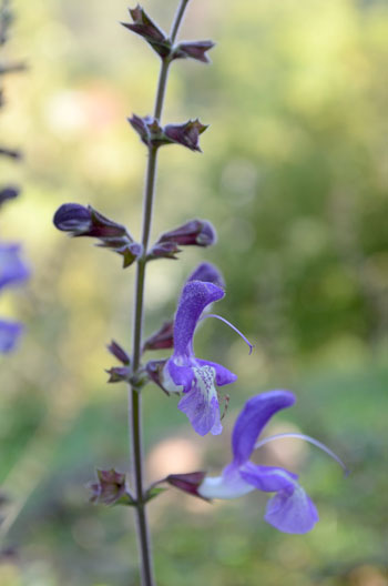 Salvia przewalskii var przewalskii flower essence