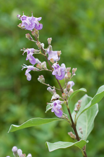 Vitex rotundifolia flower essence