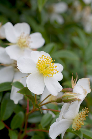 Rosa longicuspis flower essence