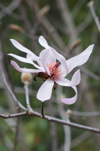 Magnolia stellata flower essence