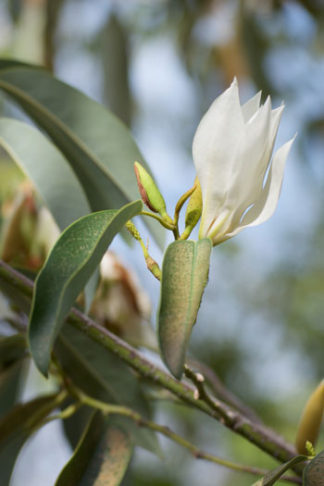 Magnolia floribunda flower essence