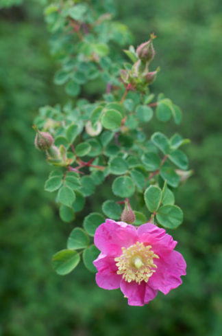 Rosa wilmottiae flower essence