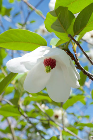 Magnolia wilsonii flower essence