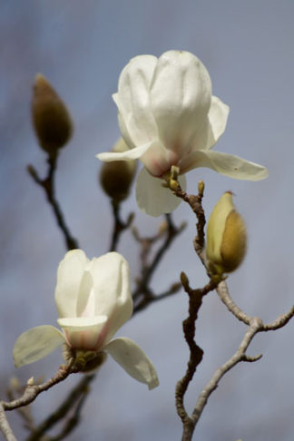 Magnolia denudata flower essence