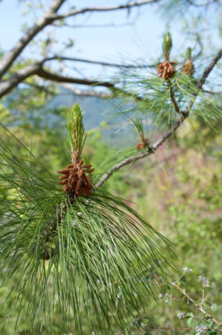 Pinus yunnanensis flower essence