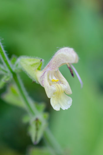 image of Yellow Catnip flower essence
